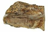 Fossil Triceratops Shed Tooth - Montana #350671-1